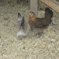 Picknickkonzert 19.08.2017